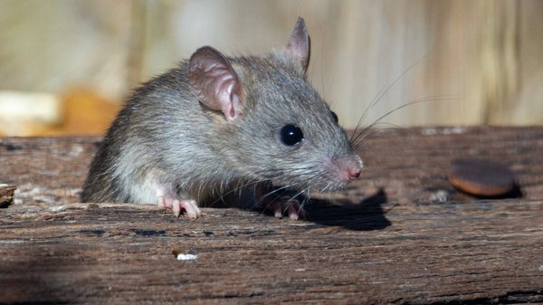 Comment un expert vient-il à bout des nuisibles ?