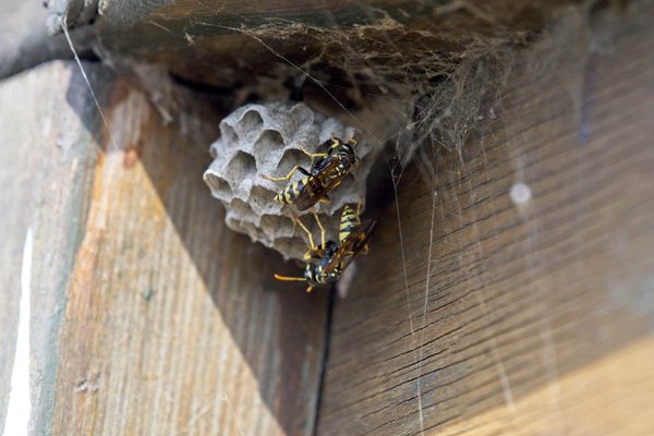 Destruction nid de frelon frejus : quelques conseils utiles